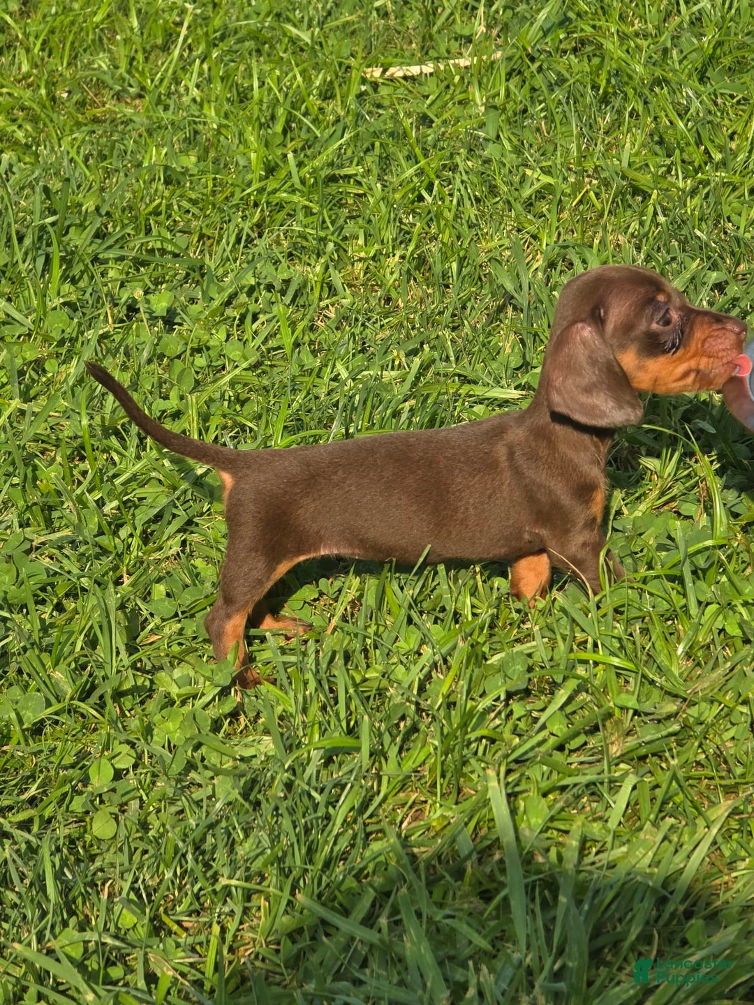 Dachshund dogs for sale: Daisy - Image 10