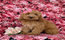 Cockapoo dogs for sale: Elaina - Image 9