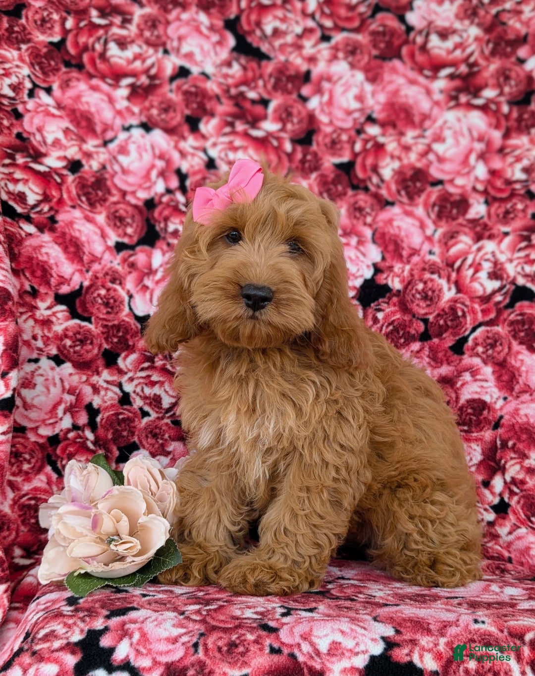 Cockapoo dogs for sale: Elaina - Image 9