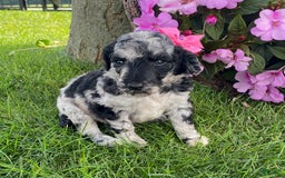 Standard Poodle dogs for sale: Reba - Image 4
