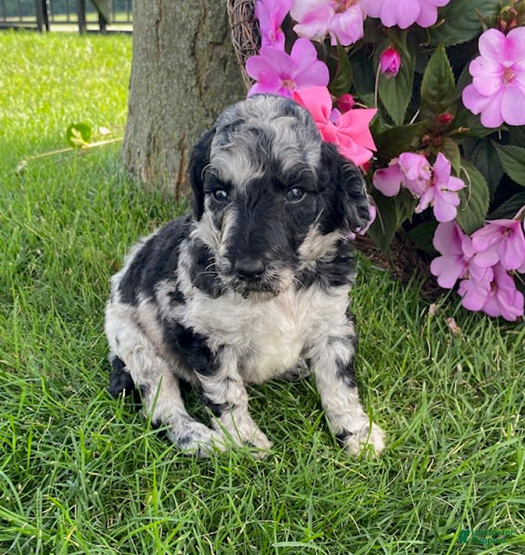 Standard Poodle dogs for sale: Reba - Image 4
