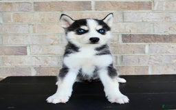 Siberian Husky dogs for sale: Aria - Image 3
