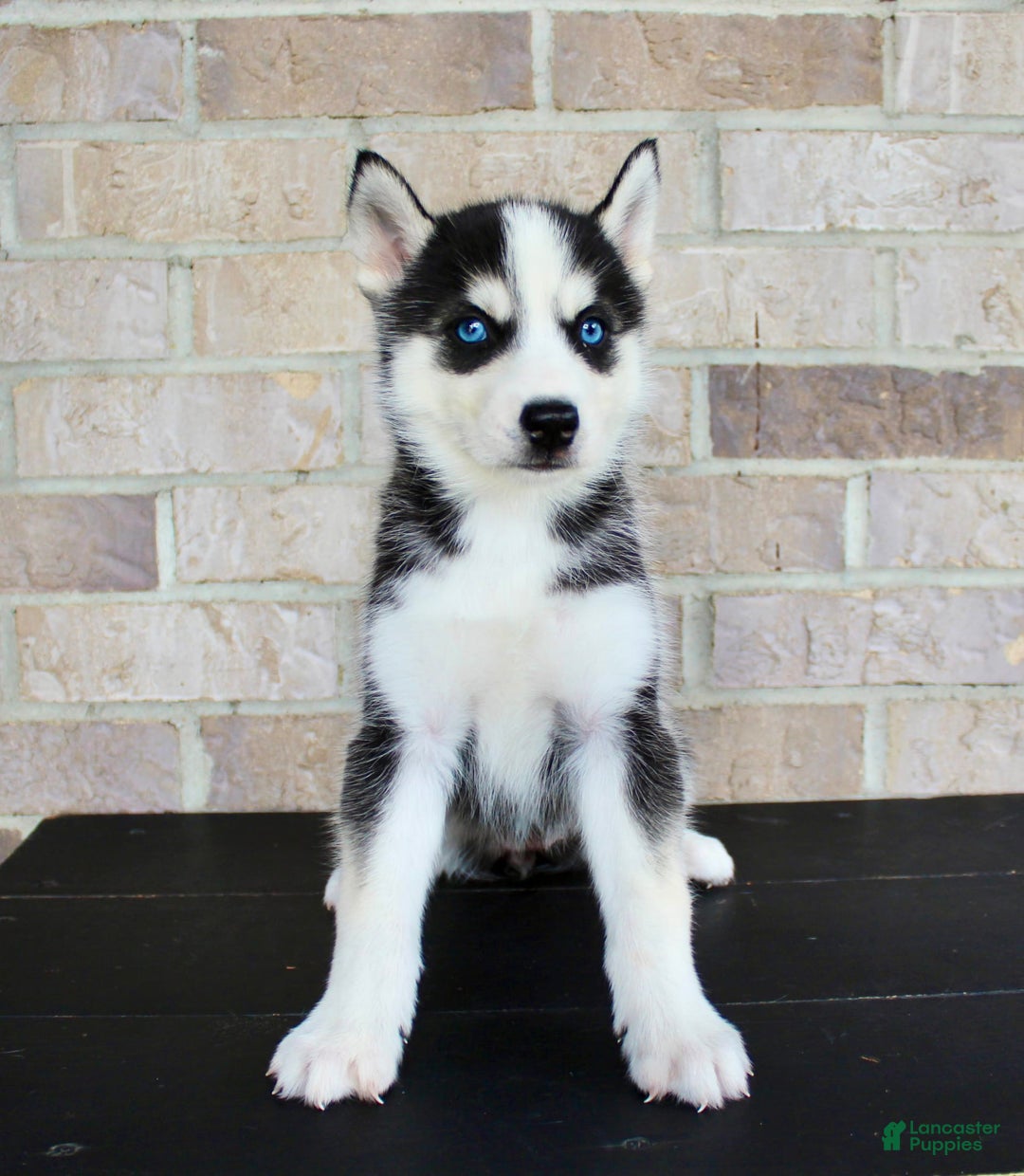 Siberian Husky dogs for sale: Aria - Image 3