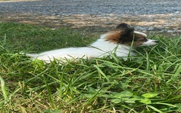 Papillon dogs for sale: Rissa - Image 2