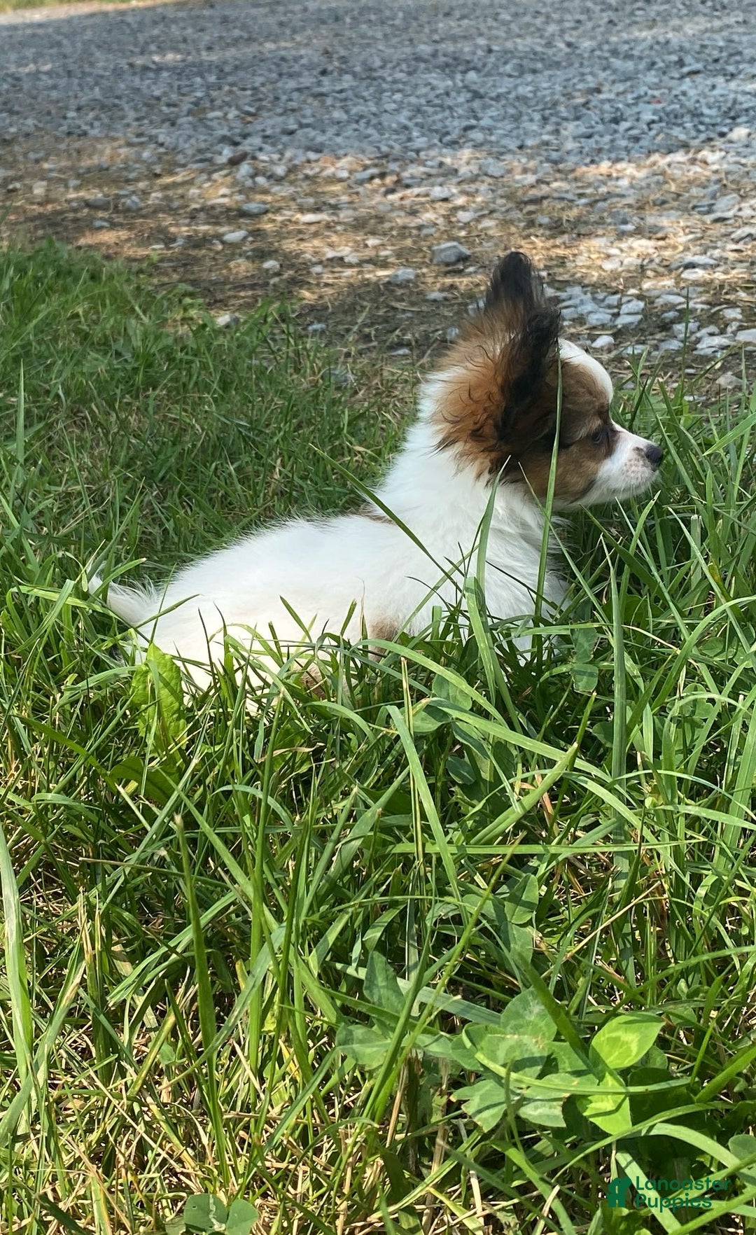 Papillon dogs for sale: Rissa - Image 2