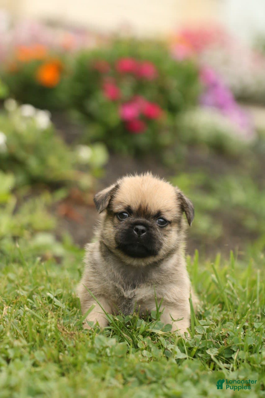 Shih Tzu dogs for sale: Lily - Image 3