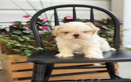 Shih Tzu dogs for sale: Larson - Image 2