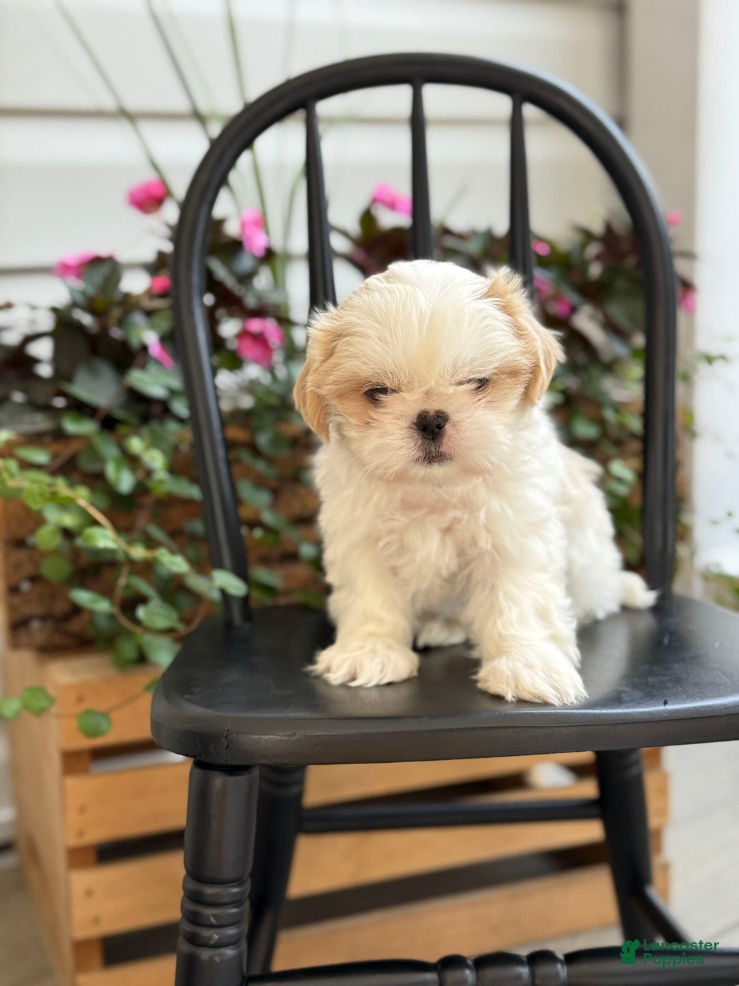 Shih Tzu dogs for sale: Larson - Image 2