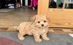 Maltipoo dogs for sale: Sherry - Image 12