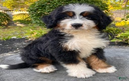 Mini Bernedoodle dogs for sale: 💚 In Boston Massachusetts 💚 Traditional Tri Color 💚 Mini Bernedoodle 💚 - Image 12