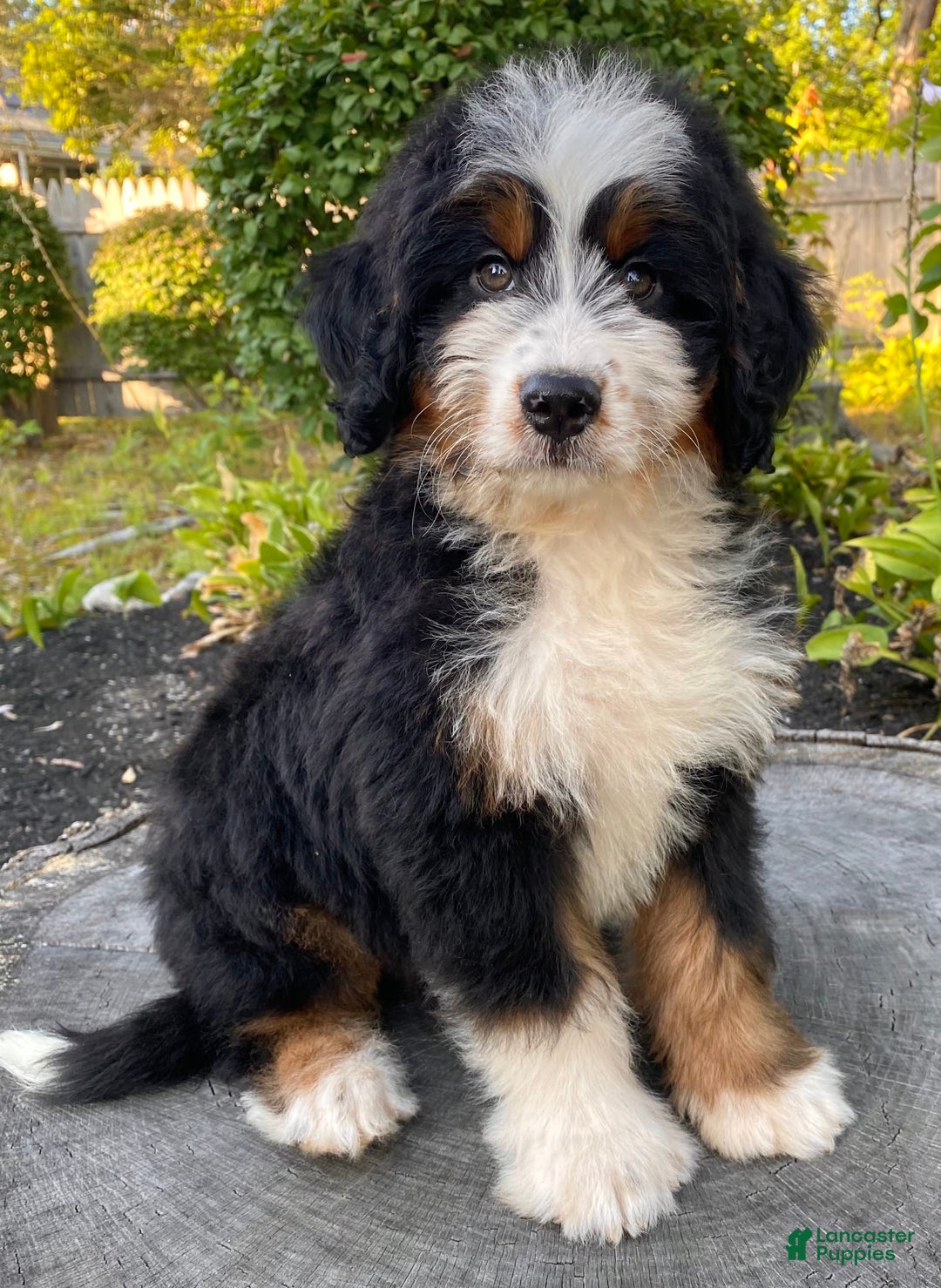 Mini Bernedoodle dogs for sale: 💚 In Boston Massachusetts 💚 Traditional Tri Color 💚 Mini Bernedoodle 💚 - Image 12