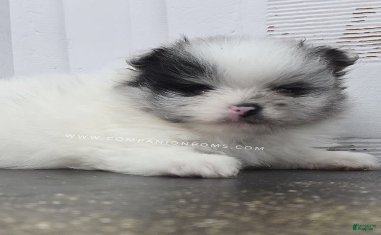 Pomeranian dogs - Advert 18