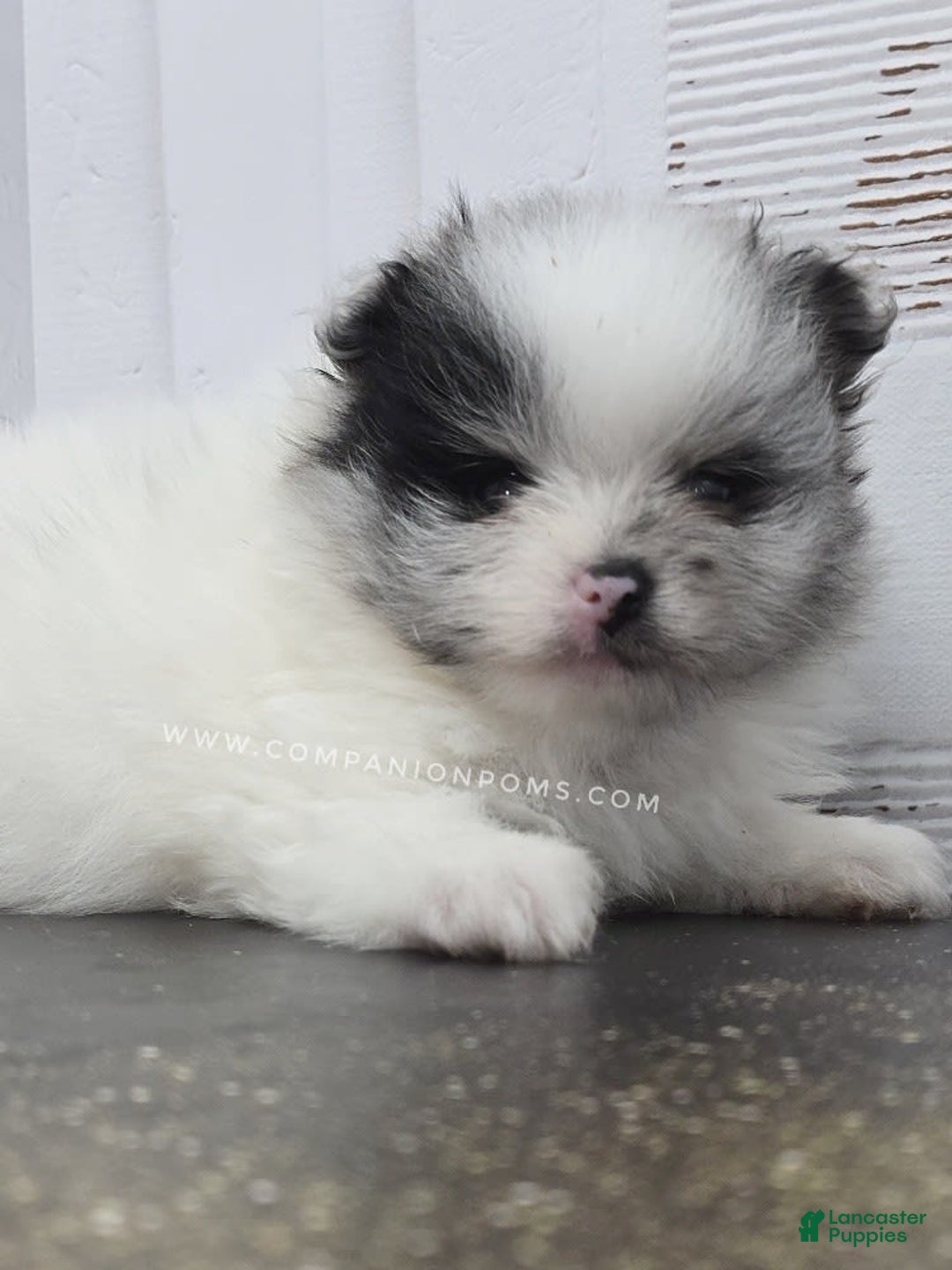 Pomeranian dogs for sale: Blue Eye - Blue Merle - Extreme Parti - Listing for pets: Blue Eye - Blue Merle - Extreme Parti - Image 1