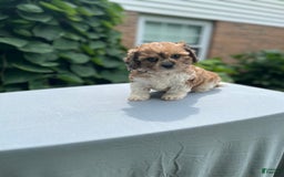 Cavapoo dogs for sale: Diego - Image 12