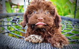 Havapoo dogs for sale: Boomer - Image 2