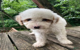 Miniature Poodle dogs for sale: Dexter - Image 4