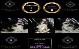 Maltipoo dogs for sale: Blackberry - Image 2