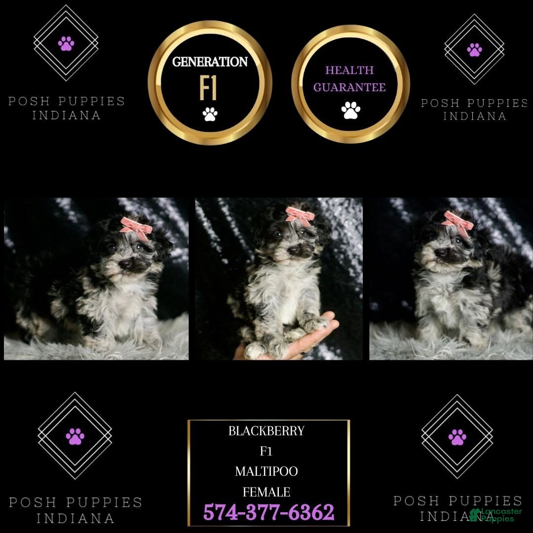 Maltipoo dogs for sale: Blackberry - Image 2