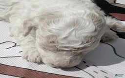 Maltipoo dogs for sale: Maisie - Image 1