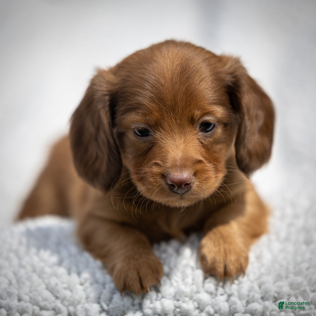 Miniature Dachshund dogs for sale: Crystal - Image 3
