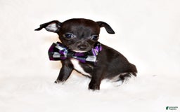 Chihuahua dogs for sale: Sullivan - Image 1