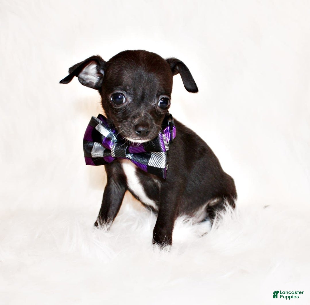 Chihuahua dogs for sale: Sullivan - Image 1