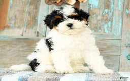 Cavapoo dogs for sale: Alexis - Image 1