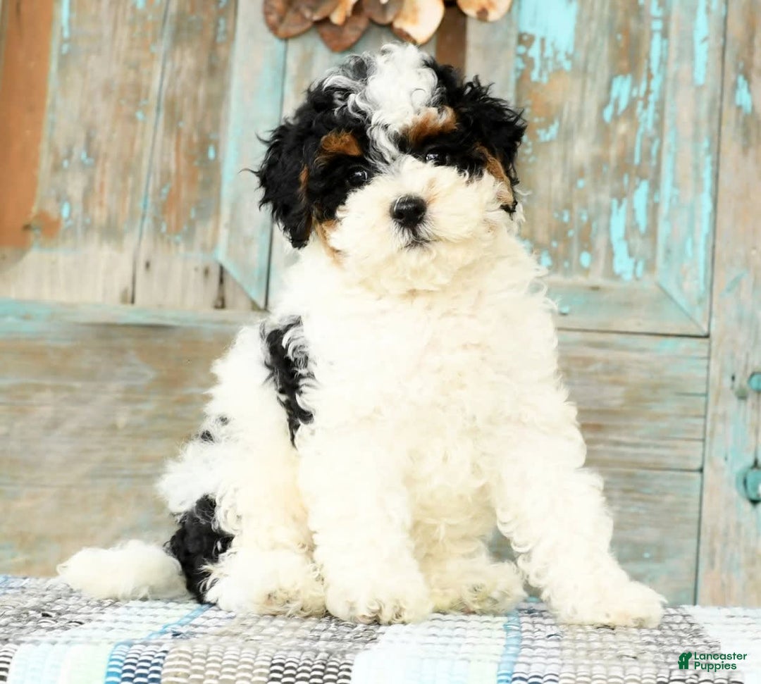 Cavapoo dogs for sale: Alexis - Image 1