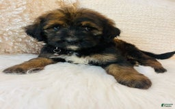 Bernedoodle dogs for sale: 💗 Coconut Bean - Image 6
