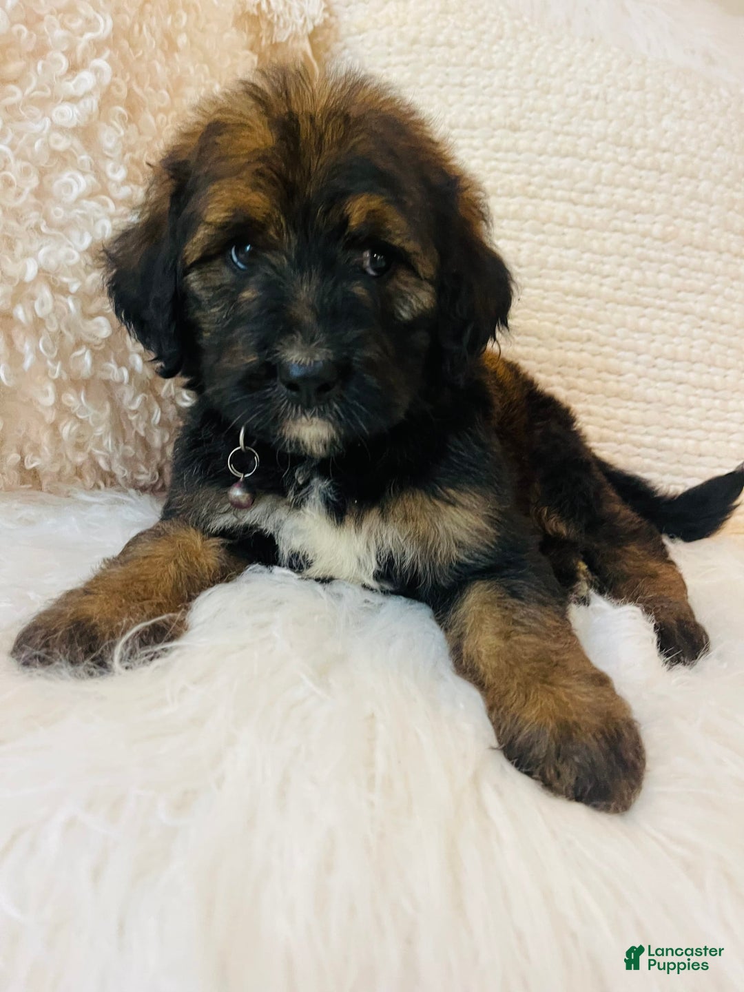 Bernedoodle dogs for sale: 💗 Coconut Bean - Image 6