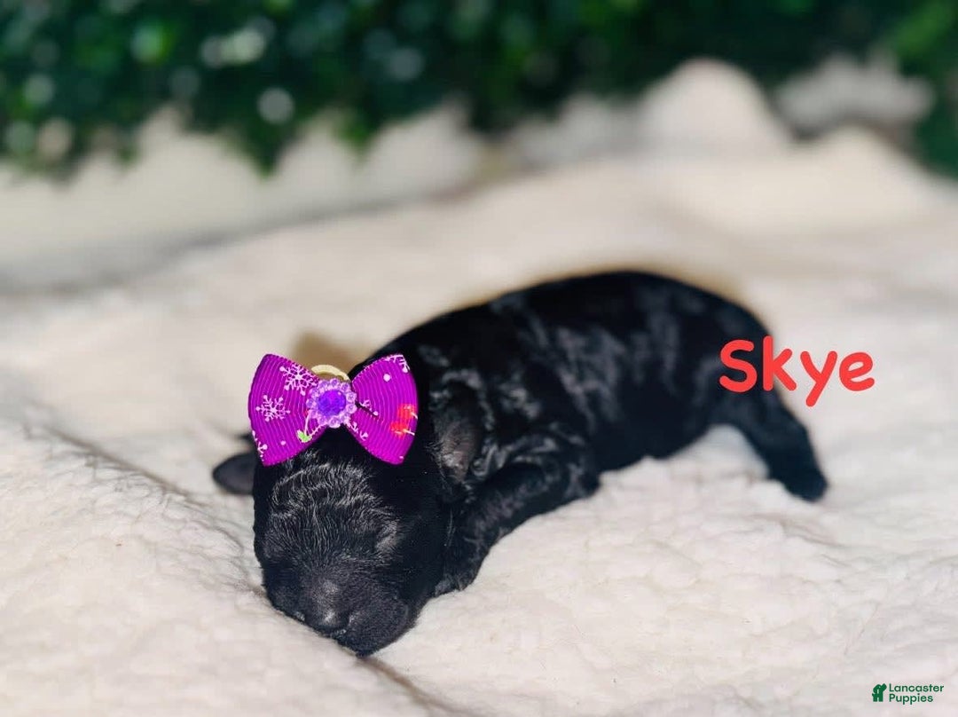 Miniature Poodle dogs for sale: Skye - Image 1