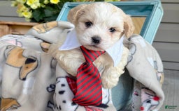 Teddy Bear dogs for sale: Arthur - Image 5