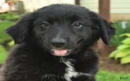 Australian Shepherd dogs for sale: Bella - Image 2