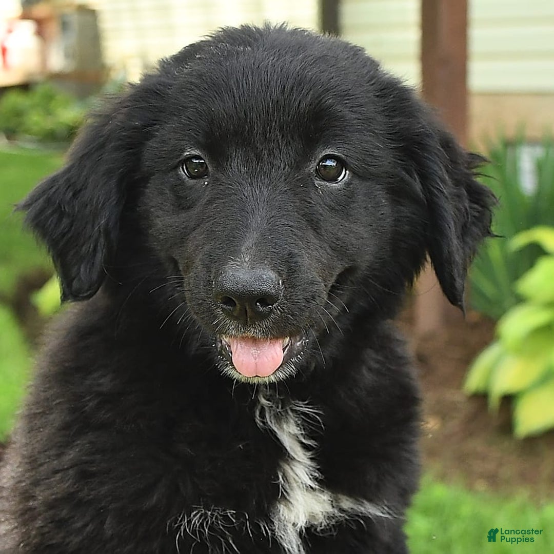 Australian Shepherd dogs for sale: Bella - Image 2