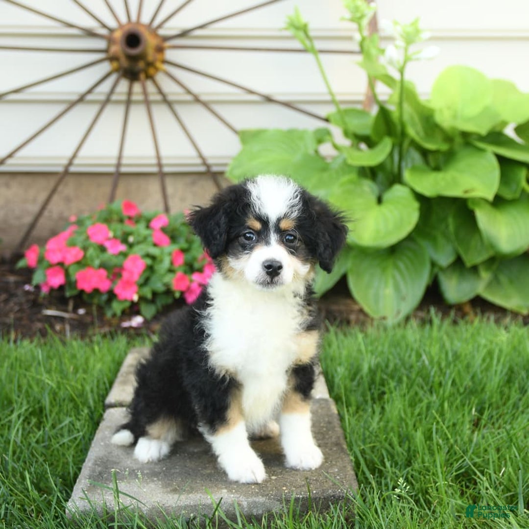 Mini Bernedoodle dogs for sale: Paris - Image 8