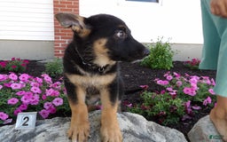 German Shepherd dogs for sale: Joey - Image 3