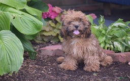 Cavapoo dogs for sale: Marlissa - Image 3