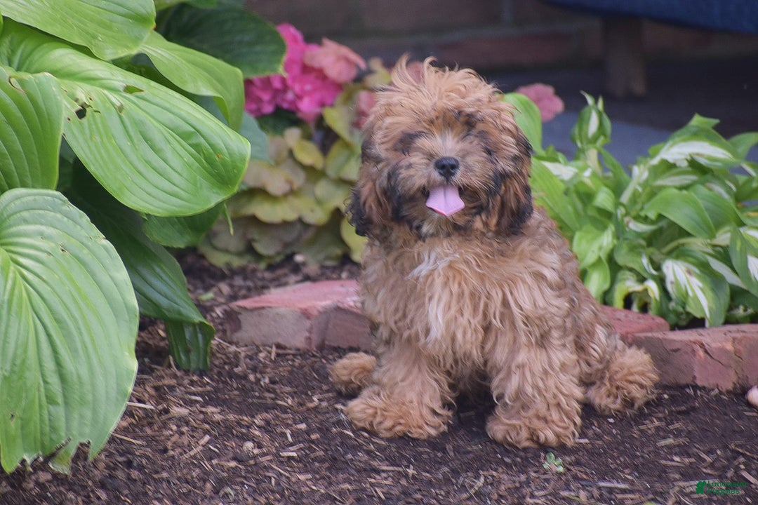 Cavapoo dogs for sale: Marlissa - Image 3