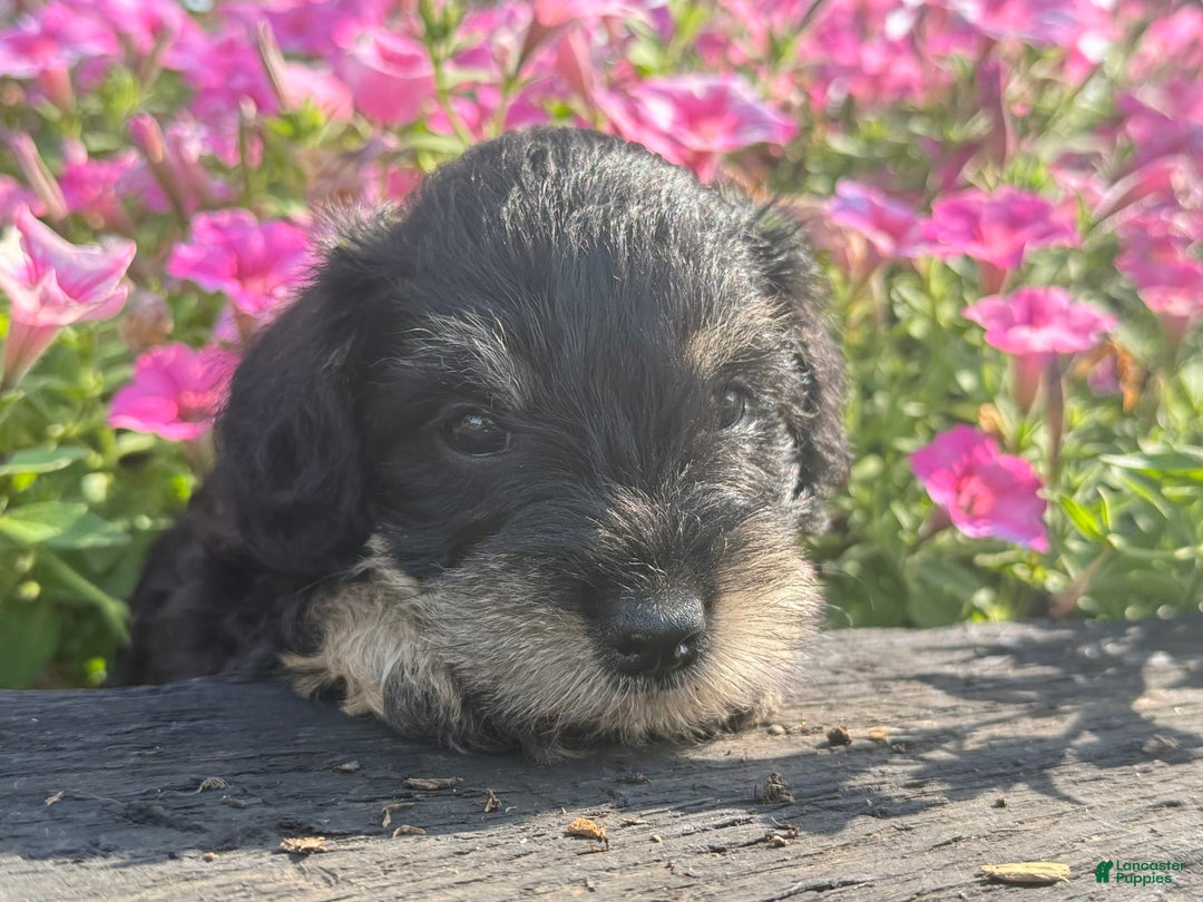 Schnoodle dogs for sale: Isaac - Image 7