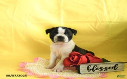 Boston Terrier dogs for sale: Lily - Image 4