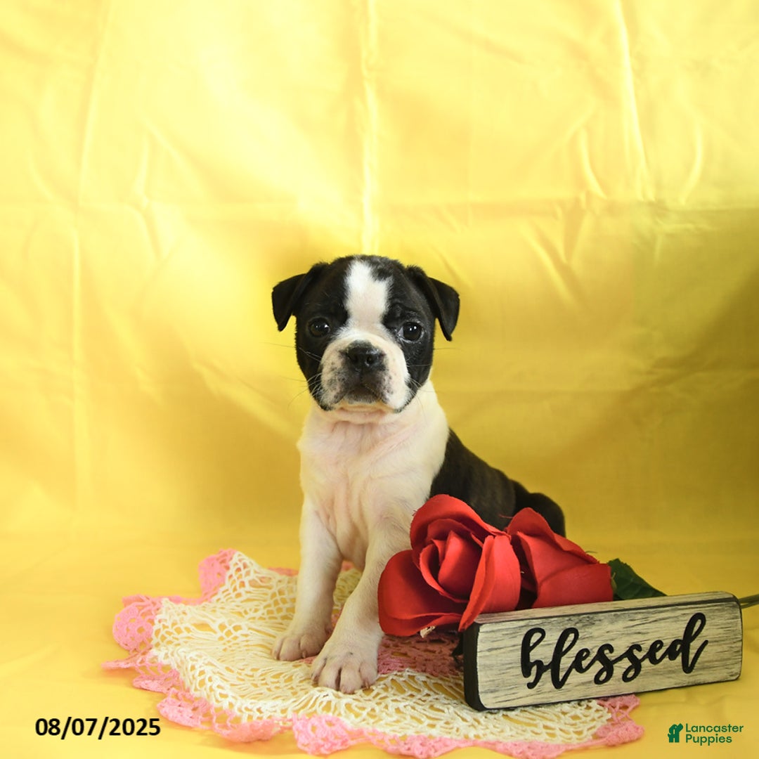 Boston Terrier dogs for sale: Lily - Image 4