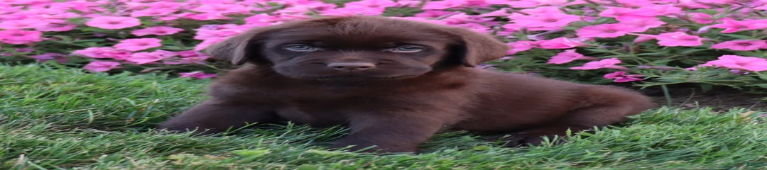 Petunia