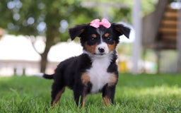 Mini Bernedoodle dogs for sale: Lucy - Image 5