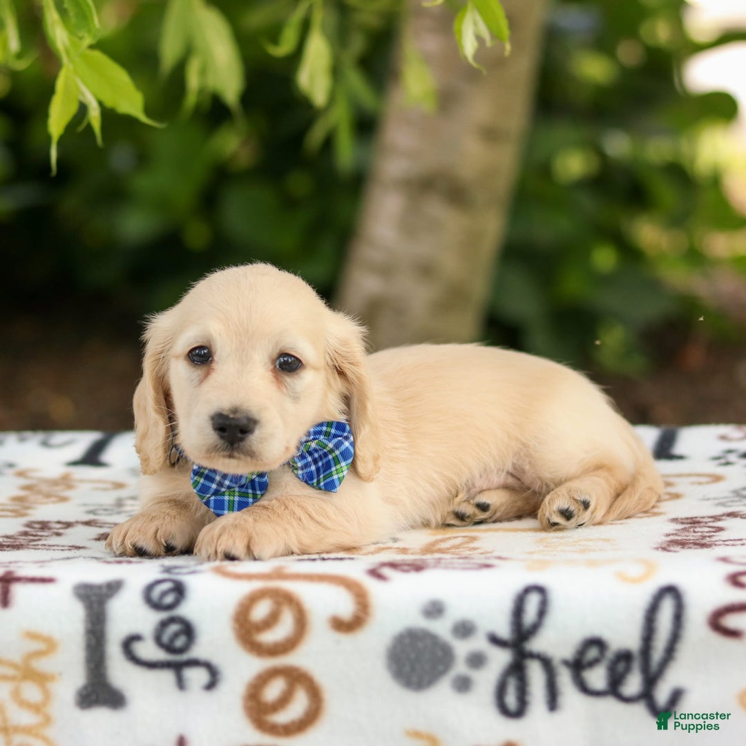 Miniature Dachshund dogs for sale: Theo - Image 9