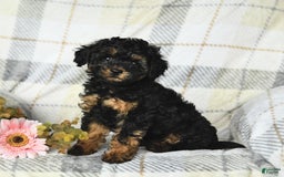 Miniature Poodle dogs for sale: Joy - Image 2