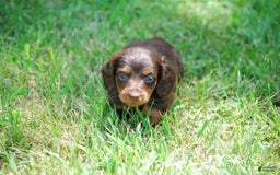 Dachshund dogs for sale: Akc Dixie - Image 2