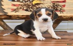 Beagle dogs for sale: Bobby - Image 1