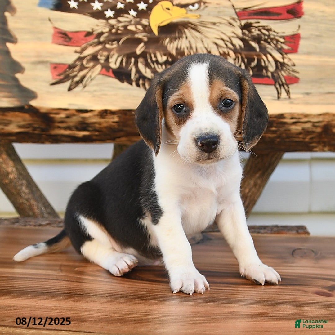 Beagle dogs for sale: Bobby - Image 1