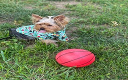 Yorkshire Terrier dogs for sale: Lola - Image 18