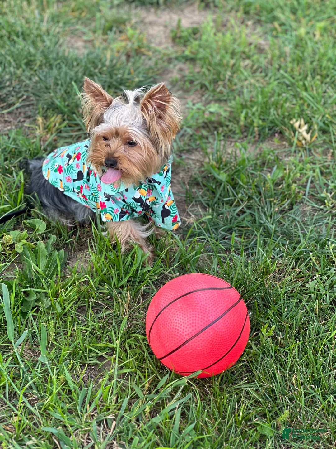 Yorkshire Terrier dogs for sale: Lola - Image 18